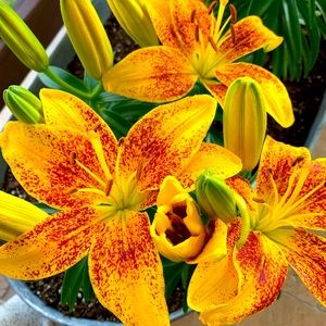 Meet your Posher, Sabrina